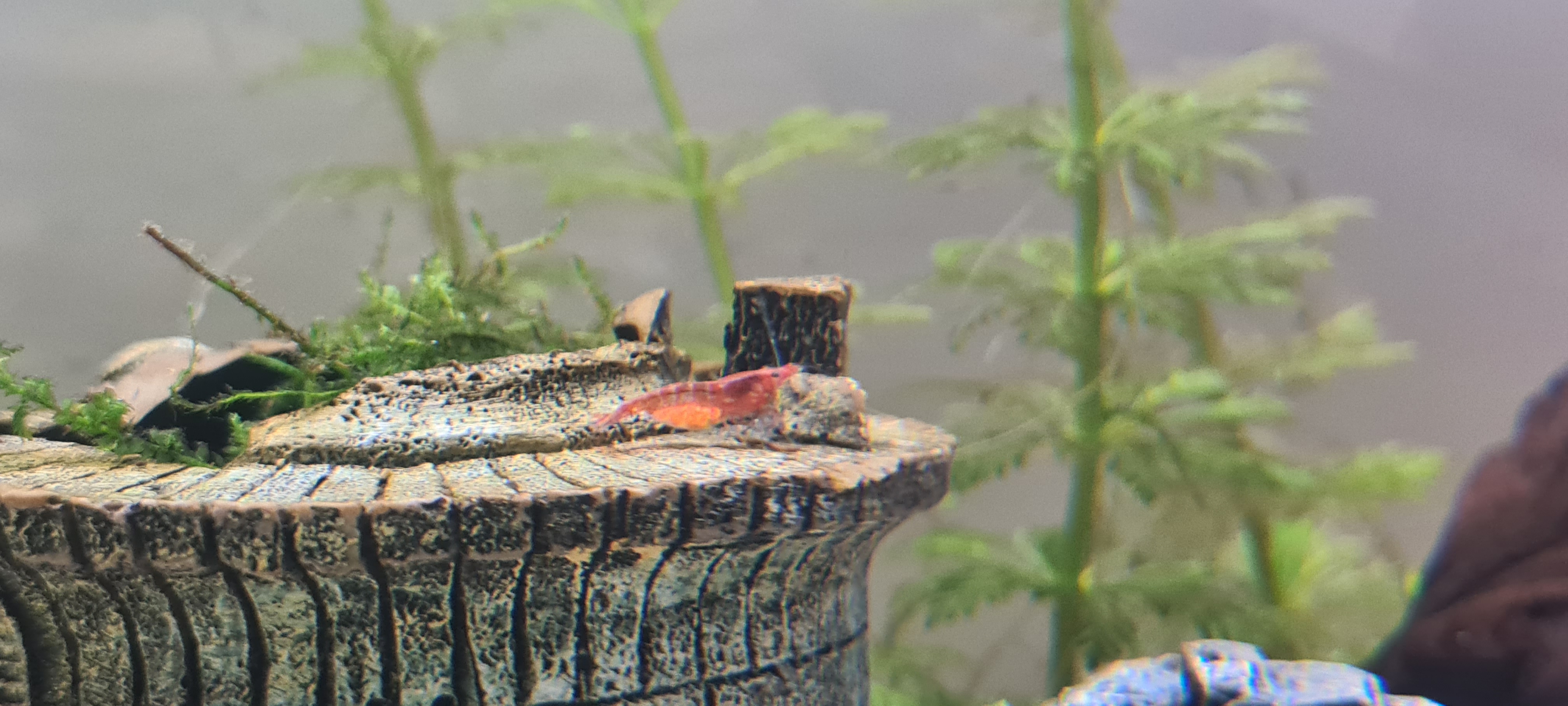 Closeup of the shrimp bag, with a female carrying eggs
