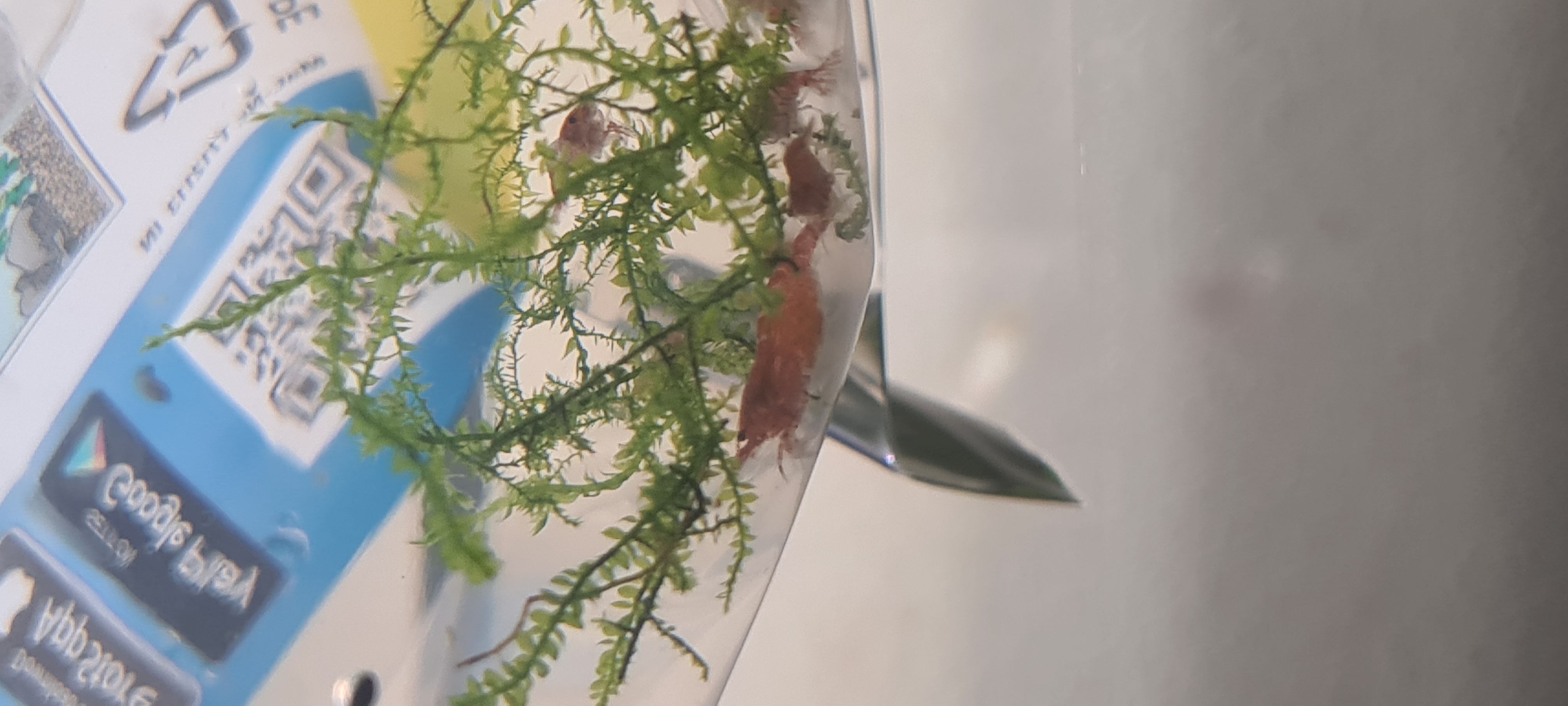 Shrimp in a bag acclimating