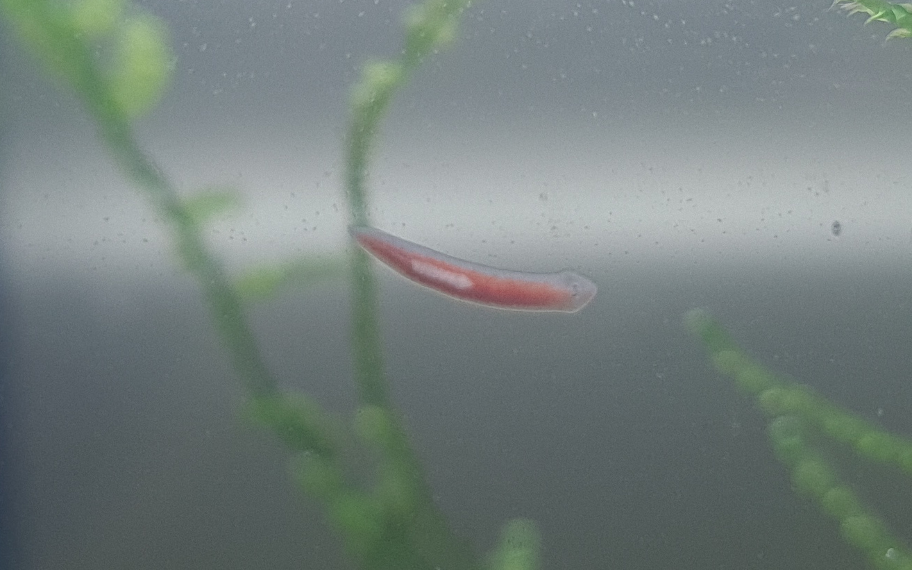 A planarian on the glass of the aquarium