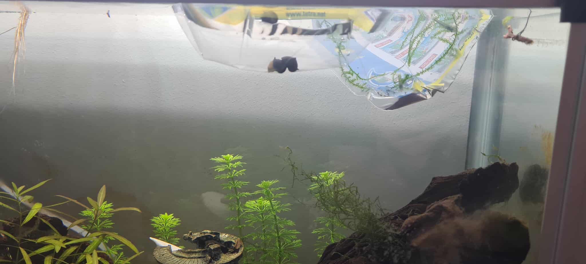 Two plastic bags with shrimp and snails acclimating in the aquarium
