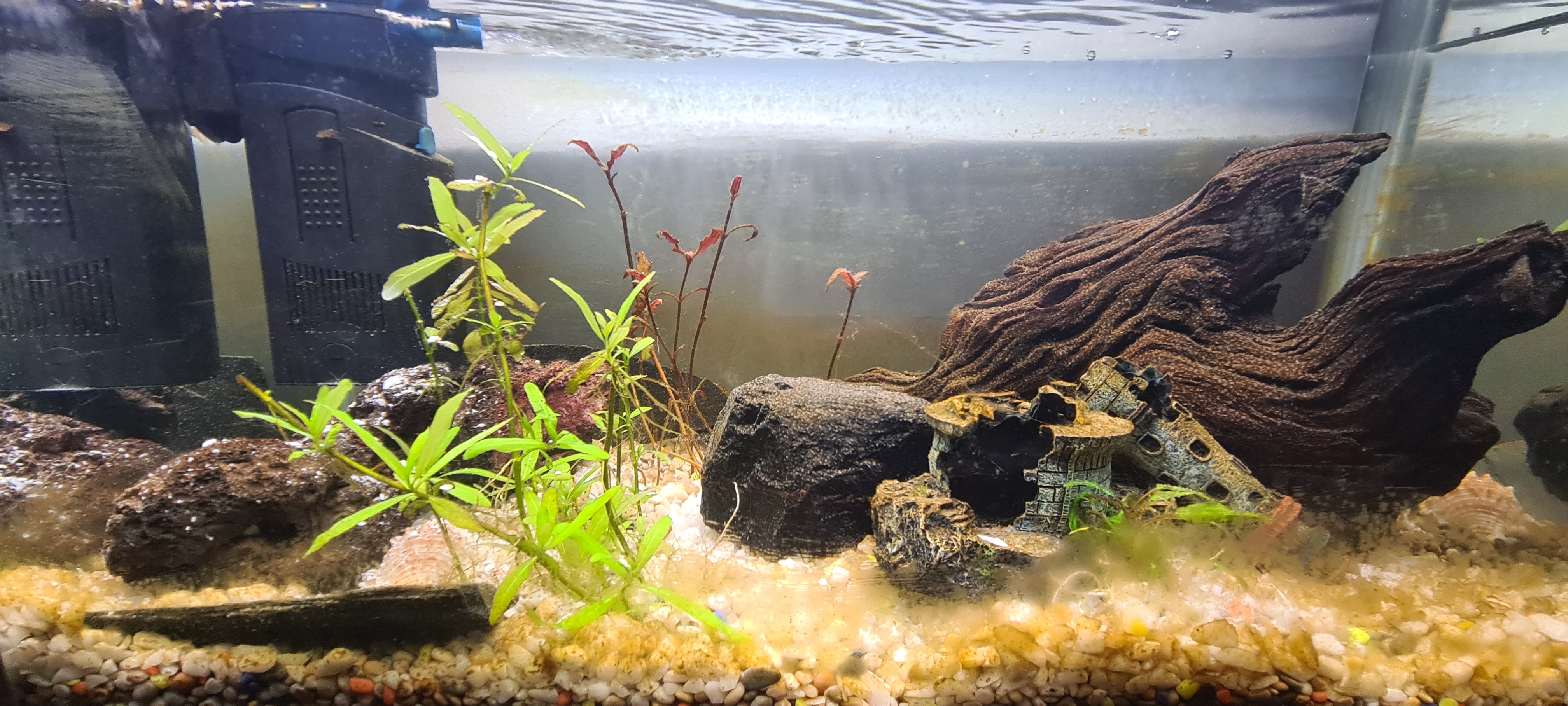 Picture of planted aquarium with hair algae starting