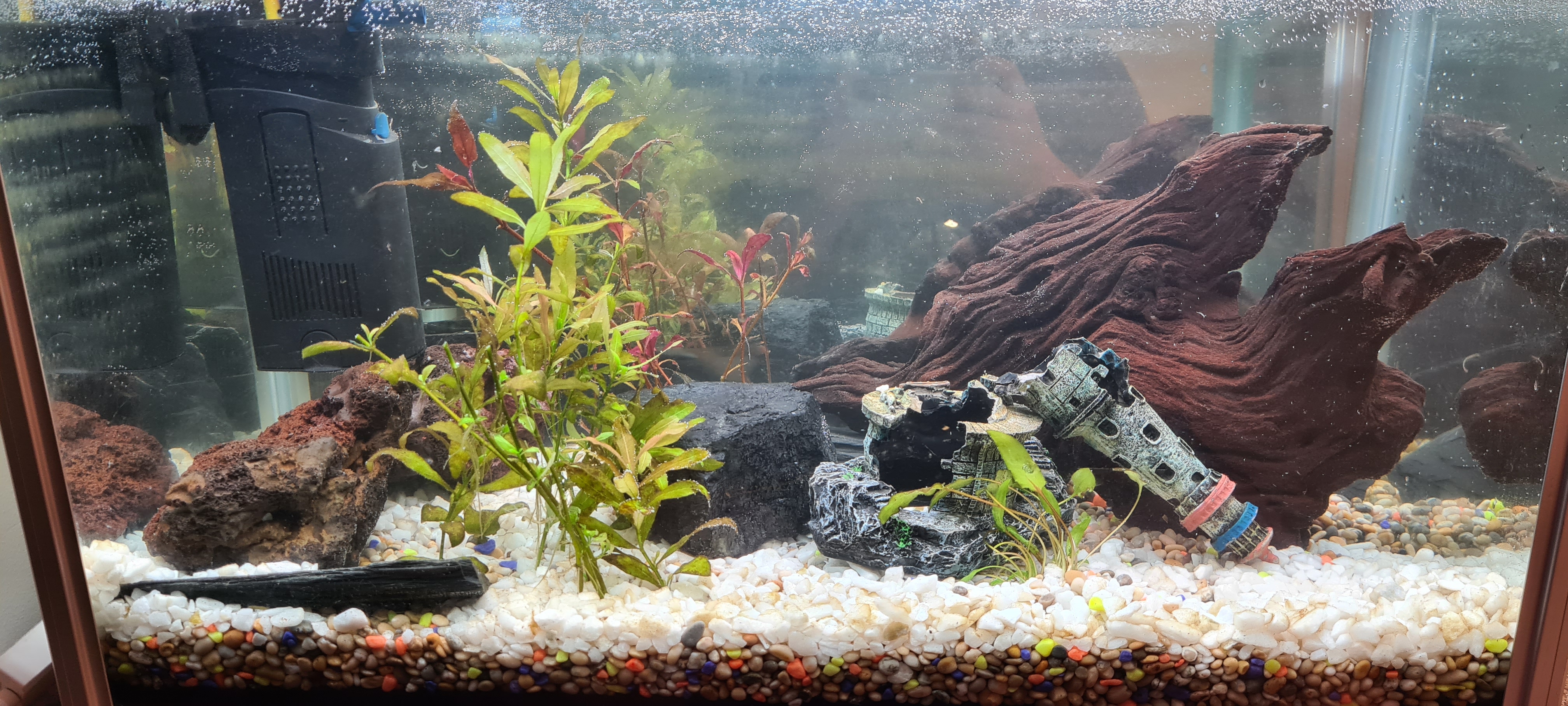 initial aquarium setup