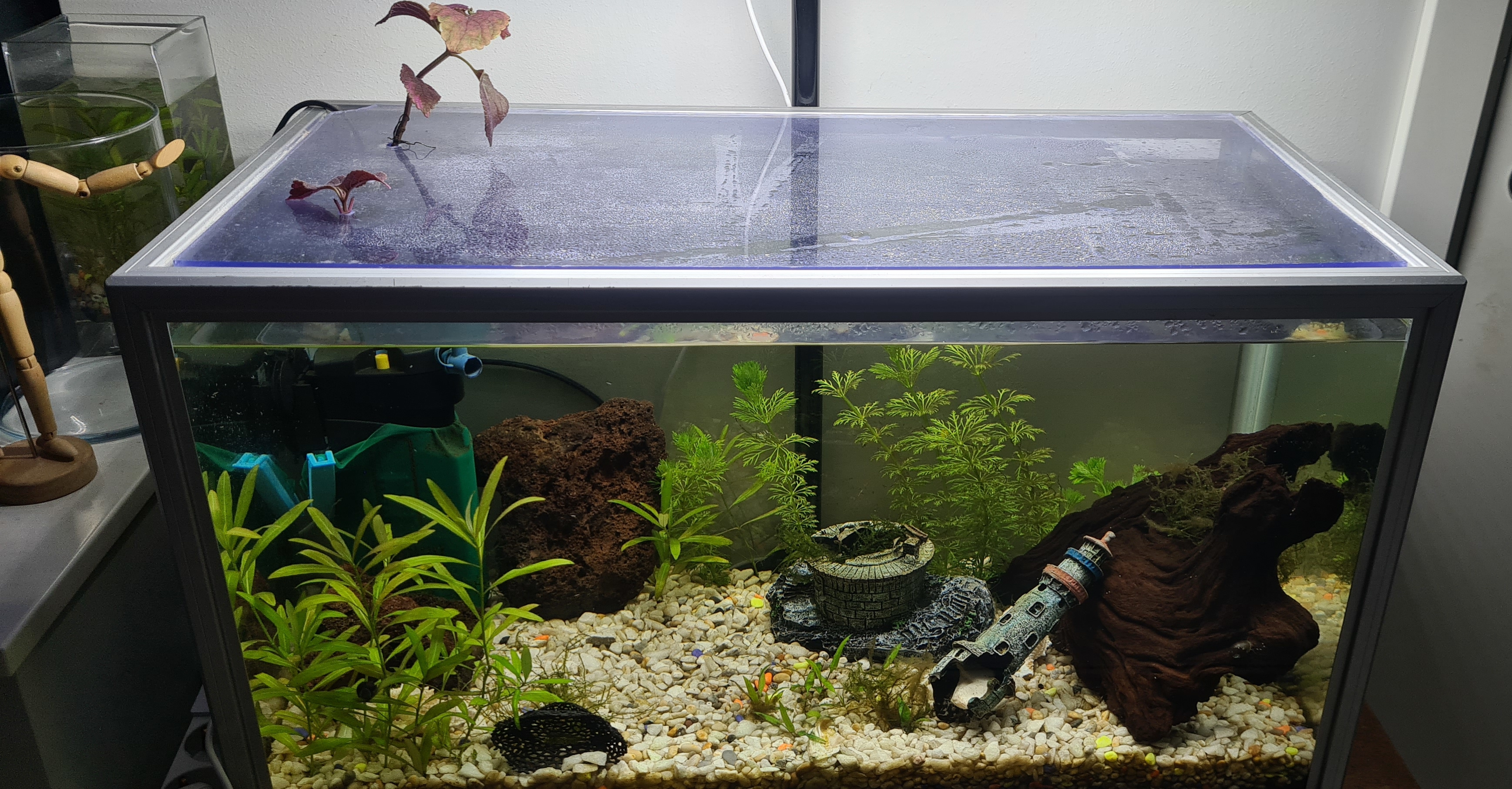 My current aquarium